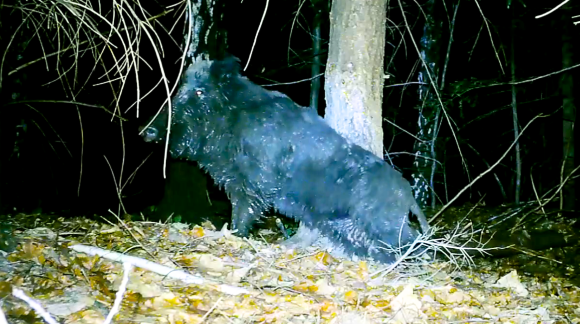 СПА по-карпатськи: "водні процедури" диких свиней потрапили на фотопастки (відео)